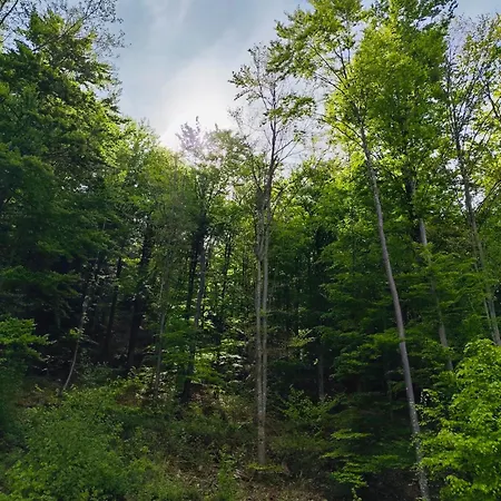 Relax In Evergreen Apartment Tale